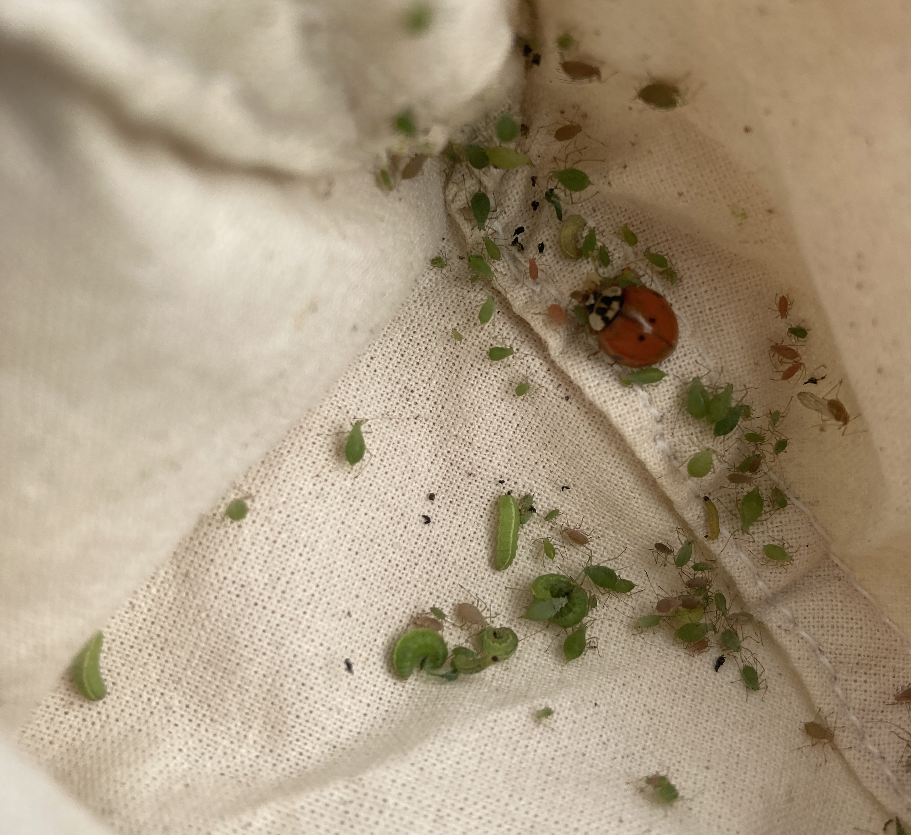 A burlap bag carrying green alfalfa weevils as well as one lady beetle.